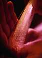http://www.phoenixphotonics.com/company/54002_s.jpg